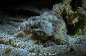 SCORPION FISH BY NIGHT by Marc Van Den Broeck 